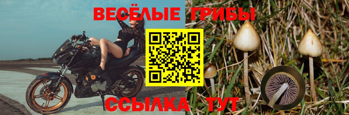 Волхов  Галлюциногенные грибы мицелий  Вход с VPN 